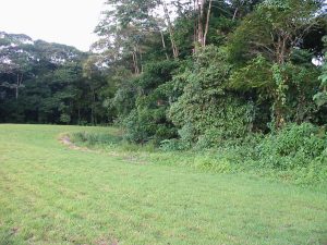 Beautiful-land-in-Sarapiqui-2-