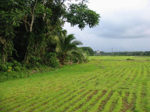 Beautiful-land-in-Sarapiqui-3-