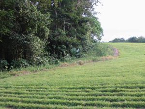 Beautiful-land-in-Sarapiqui-4-