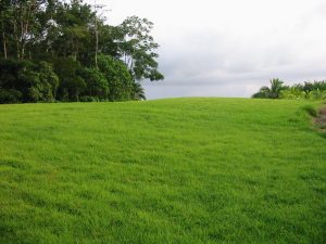 Beautiful-land-in-Sarapiqui-5-