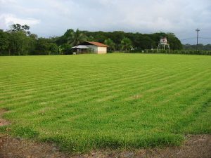 Beautiful-land-in-Sarapiqui-6-