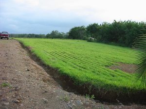 Beautiful-land-in-Sarapiqui-7-