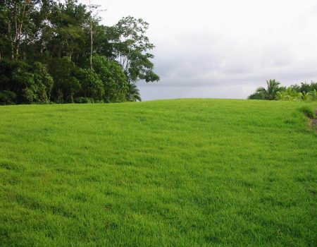 Beautiful-land-in-Sarapiqui-5-